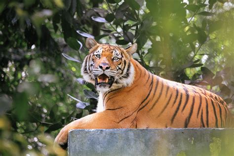 Harimau Malaya 2018: Niezapomniane Zwycięstwo Południowo-Wschodniej Azji